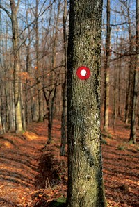 Markacija na stablu